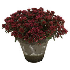 Sedum Tontopf, Deep Rose