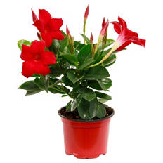 Dipladenia Busch 10,5 cm, Rot
