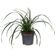 Carex Irish Green