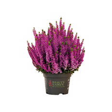 Calluna Beauty Ladies