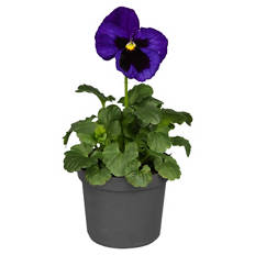 Viola F1