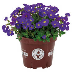 Frühjahrsblüher im kompostierbaren Topf, Audrey