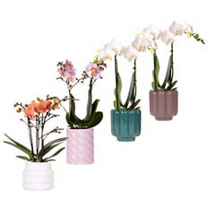 Orchidée phalaenopsis