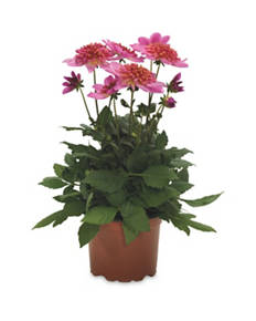 3 Litre Dahlia