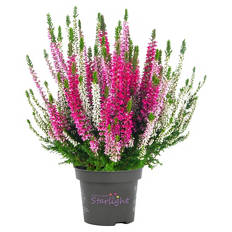 Calluna Trio "Starlight"