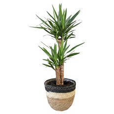 Grünpflanzen, Yucca
