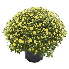 Chrysanthemen Busch, Gelb