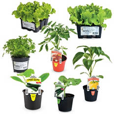 Slovenske zelenjavne sadike