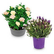 Vrtnica/čopasta sivka