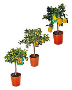 Citrus Plant