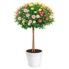 Margeriten Stämmchen Trio