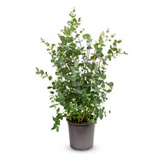 Eucalyptus
