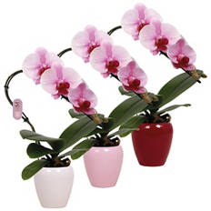 Orchidee
