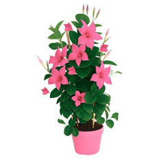 GARDENLINE Dipladenie pink/rosa