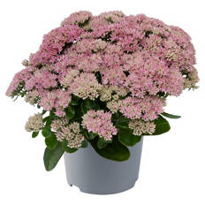 Stauden Sedum Telephium