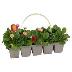 Beetpflanzen Frühlingsmix 10er-Tray, Bellis rot