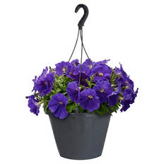 Ampelpflanzen Petunia Mix