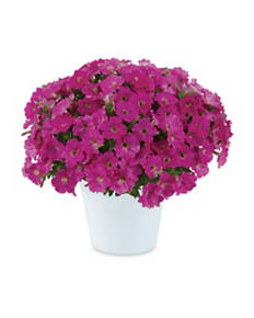Early Summer Flowers