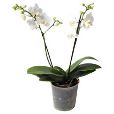 Zimmerpflanzen-Mix, Orchideen