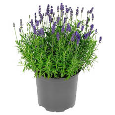 Lavendel