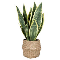 Künstliche Topfpflanzen, Sanseviera