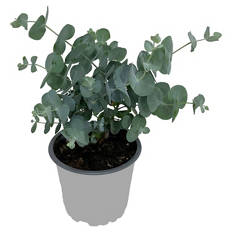 Eukalyptus