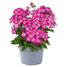 Stauden Sommer-Hits, Phlox