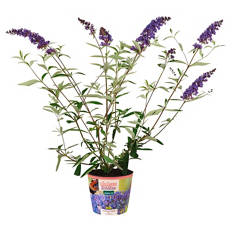 Buddleja im Potcover