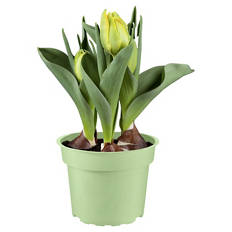 Premium Blumenzwiebeln T15, Tulpen