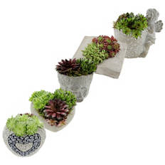 Allerheiligen-Sempervivum