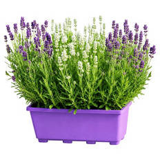 Lavendel Duo im Balkonkasten