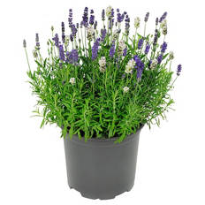 Lavendel Duo