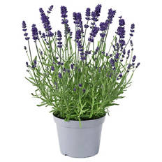 Stauden Lavendel Blue Scent