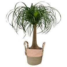 Beaucarnea Korb 22 cm