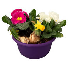 Bunte Frühlingsschalen