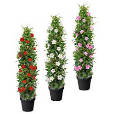 Dipladenia a piramide