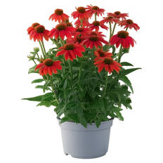 Stauden Echinacea Lakota