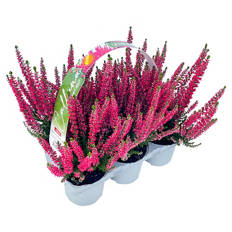 Herbstpflanze 6er-Tray