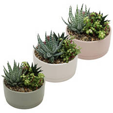 Piante grasse in vaso da 19 cm