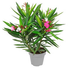 Oleander Duo T20 rot weiß