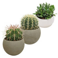 Cactus dans un pot arrondi