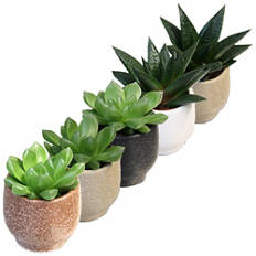 Plante succulente dans un pot en céramique