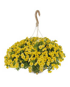 Mixed Hanging Basket