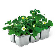 Erdbeerpflanze, Ostara