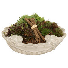 Sempervivum Vogeltränke, Vogeltränke 1