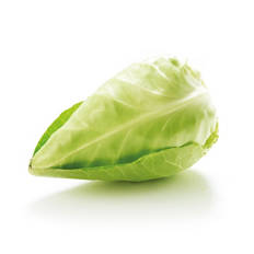 Spring Cabbage