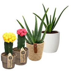 Aloe vera oppure Cactus oppure Pachira
