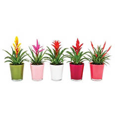 Bromelija