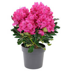 Rhododendron Busch