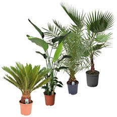 Mix di palme/Strelitzia da esterno